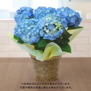 花鉢 ギフト 旬の鉢 アジサイ（おまかせブルー系） 日比谷花壇 誕生日 お祝い 結婚祝い 開店祝い 新築祝い｜hibiyakadan