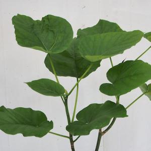 日比谷花壇公式 観葉植物「ウンベラータ6号バス...の詳細画像1