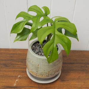 日比谷花壇公式 観葉植物 ヒメモンステラ 誕生...の詳細画像1
