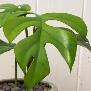 日比谷花壇公式 観葉植物 ヒメモンステラ 誕生...の詳細画像2