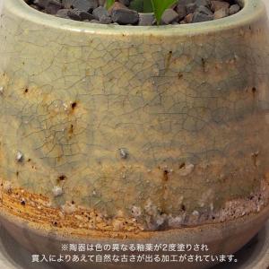 日比谷花壇公式 観葉植物 ヒメモンステラ 誕生...の詳細画像3