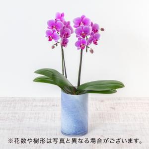 誕生日 花 プレゼント ギフト 鉢花 花鉢 お手入れ簡単ミディ胡蝶蘭2本立ち（ピンク系） 記念日 結婚祝い 結婚記念日 出産祝い 送別 自宅用｜hibiyakadan