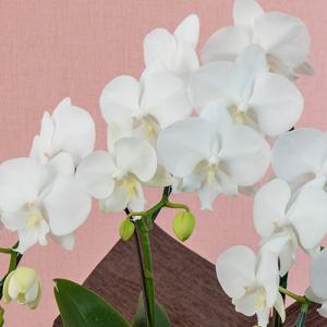 日比谷花壇公式 花鉢 ギフト ミディ胡蝶蘭3本...の詳細画像2