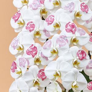 日比谷花壇公式 花鉢 ギフト 胡蝶蘭「日比谷花...の詳細画像2
