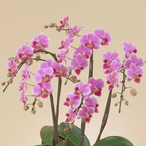 日比谷花壇公式 花鉢 ギフト ミディ胡蝶蘭(ピ...の詳細画像1