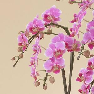 日比谷花壇公式 花鉢 ギフト ミディ胡蝶蘭(ピ...の詳細画像3