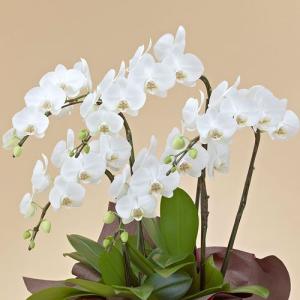 日比谷花壇公式 花鉢 ギフト ミディ胡蝶蘭(ホ...の詳細画像1