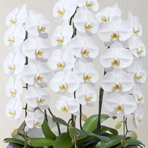 日比谷花壇公式 お供え 花 花鉢 お供え用 胡...の詳細画像1
