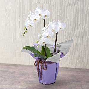 お悔やみ お供え 日比谷花壇 Paypayモール店 通販 Paypayモール