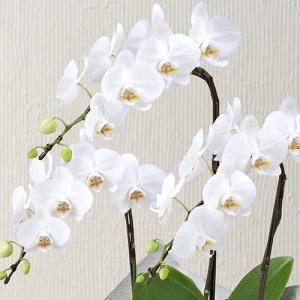 日比谷花壇公式 お供え 花 花鉢 お供え用 ミ...の詳細画像1