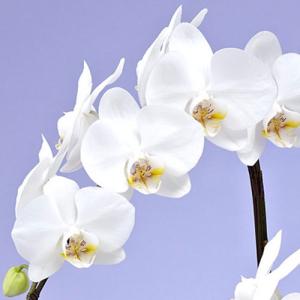 日比谷花壇公式 お供え 花 花鉢 お供え用 ミ...の詳細画像2