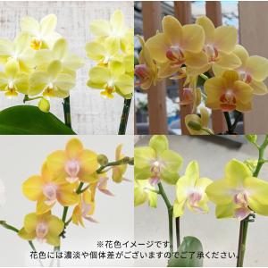 日比谷花壇公式 花鉢 ギフト ミディ胡蝶蘭 (...の詳細画像2