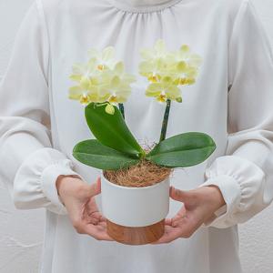 日比谷花壇公式 花鉢 ギフト ミディ胡蝶蘭 (...の詳細画像4