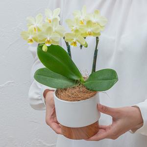 日比谷花壇公式 花鉢 ギフト ミディ胡蝶蘭 (...の詳細画像5