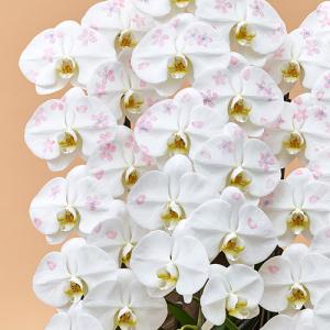 日比谷花壇公式 花鉢 ギフト 胡蝶蘭「日比谷花...の詳細画像2