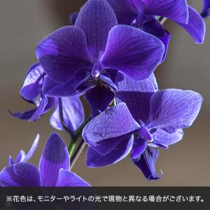 日比谷花壇公式 花鉢 ギフト 青色 胡蝶蘭「B...の詳細画像1
