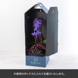 日比谷花壇公式 花鉢 ギフト 青色 胡蝶蘭「B...の詳細画像4