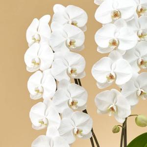 日比谷花壇公式 花鉢 ギフト 「胡蝶蘭(ホワイ...の詳細画像1
