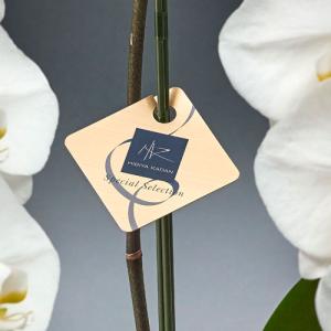 日比谷花壇公式 花鉢 ギフト 「胡蝶蘭(ホワイ...の詳細画像2