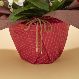 日比谷花壇公式 花鉢 ギフト 「胡蝶蘭(ホワイ...の詳細画像3