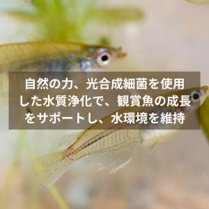 光合成細菌 PSB 原液 700ml メダカ ...の詳細画像3
