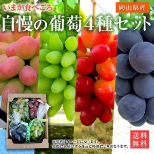 [岡山県産]いまが食べごろ！自慢のぶどう4種アソートセット【産地直送品】【送料無料】