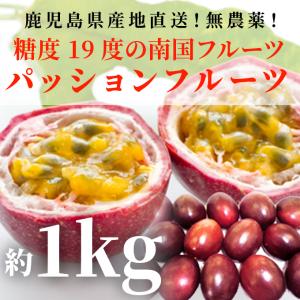 [鹿児島産]パッションフルーツ糖度19以上！ 950g〜1000g入り