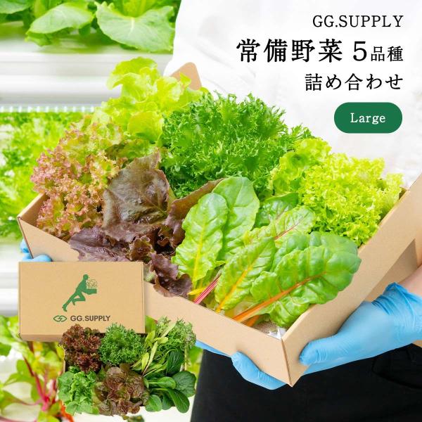 【GG.SUPPLY】Large 常備野菜 5品種 詰め合わせ 葉野菜5種/便利 野菜 野菜セット ...