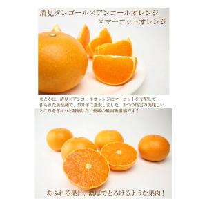 【期間限定500円割引中！】愛媛県産 せとか　（Ｌ・２Ｌ・３Ｌ・４Ｌサイズをご指定ください）みかん　...