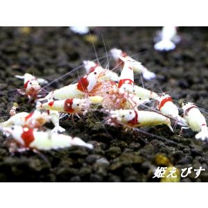 姫えびす シュリンプフード Rush-Prem...の詳細画像2