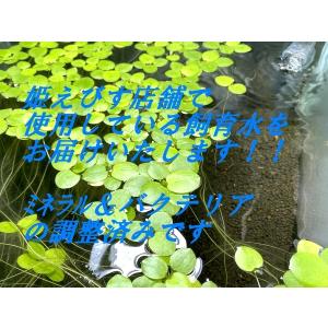 沖縄県産無農薬 マジックリーフ（1袋：5枚入り） : 姫えびすヤフー店