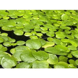 沖縄県産無農薬 マジックリーフ（1袋：5枚入り） : 姫えびすヤフー店