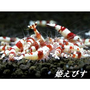 <送料無料!!>レッドビーシュリンプ 10匹 ...の詳細画像1