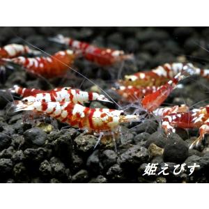 [送料無料!!]レッドファンシータイガー 5匹セットの詳細画像1