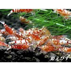 [送料無料!!]レッドファンシータイガー 5匹セットの詳細画像2