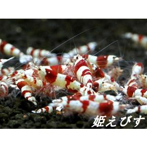 ＜!!＞レッドビーシュリンプ　３０匹　繁殖セット