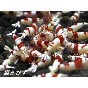 <送料無料!!>レッドビーシュリンプ 10匹 ...の詳細画像1