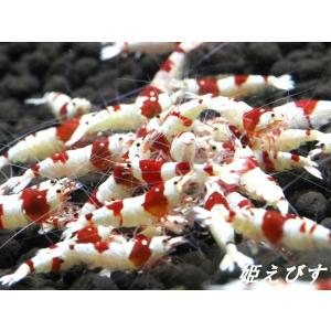 <送料無料!!>レッドビーシュリンプ 10匹 ...の詳細画像2