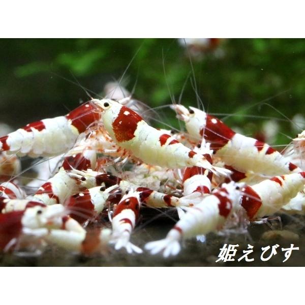 レッドビーシュリンプ【紅帥：Kousui】　１０匹セット