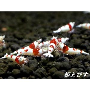 レッド　ビー　シュリンプ 10冊セット 送料無料!!＞レッドビーシュリンプ 10匹 繁殖セット : 姫