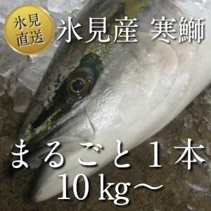【送料無料】氷見 寒ブリ氷見産 天然 寒鰤 まるごと１本10kg以上｜himi-kadoyasu
