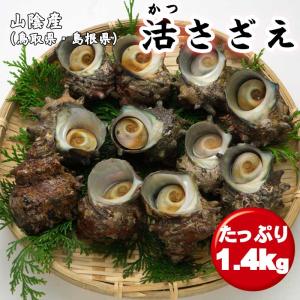 送料無料 生 サザエ 1.4kg 天然 冷蔵 さざえ 栄螺 産地直送 日本海 山陰 お取り寄せグルメ　※北海道・沖縄・離島には送れません。｜himono1ba