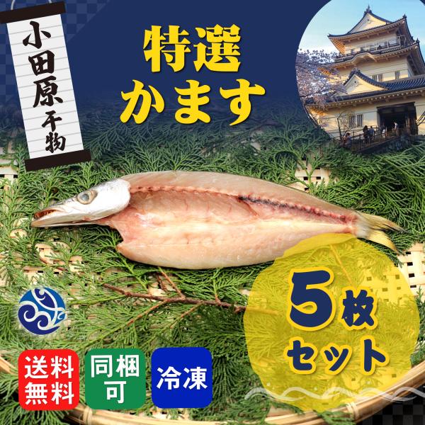 干物 特選 かます カマス 5枚セット 干物セット 自宅用 おかず 小田原 セットでお得 送料無料