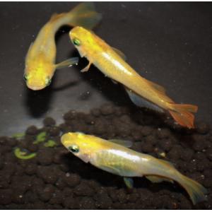 メダカ 橙甲ヒカリ だいだいこうひかり Ｍサイズ ４ペア