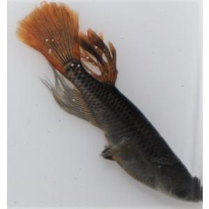 （メダカ）ヒレ長黒蜂メダカ　Ｍサイズ　２ペア+保障２匹　