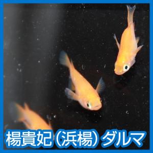 メダカ グランブルーキッシングワイドフィン Mサイズ 3ペア 爆買