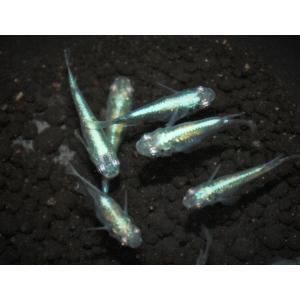 メダカ ホワイトタイガーラメ M〜Lサイズ 5匹セット : メダカ屋ひな