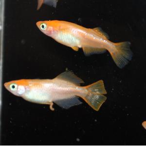 メダカ ピンクヒカリ 秋桜 コスモス Ｍサイズ ４ペア