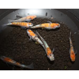 （メダカ）月華 稚魚 未選別 Ｓサイズ １３匹セット