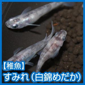 （メダカ）すみれ（白錦めだか）未選別　稚魚　Ｓサイズ　１０匹セット｜hina-medaka